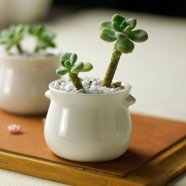 原创空间小养小花3种小型盆栽不占地开花却很精致