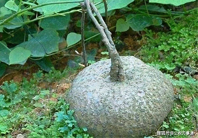 沙参什么时候收种 f15a0add49064e75879c22977264b9bc.jpeg