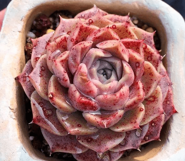 一入"肉坑",从此莲花掌属多肉成"白月光",盆栽漂亮又好养_水分