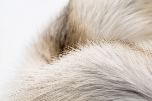 2021年皮草又吃香了?貉子皮蓝狐皮价格明显高于年前!_手机搜狐网