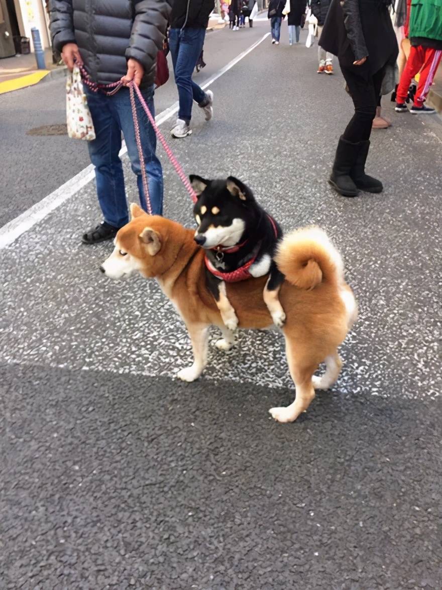 黑柴走累了就喜欢趴黄柴身上休息奇怪仪式持续多年