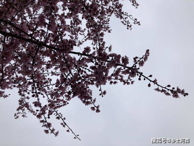 花什么实成语_成语花根什么心(2)