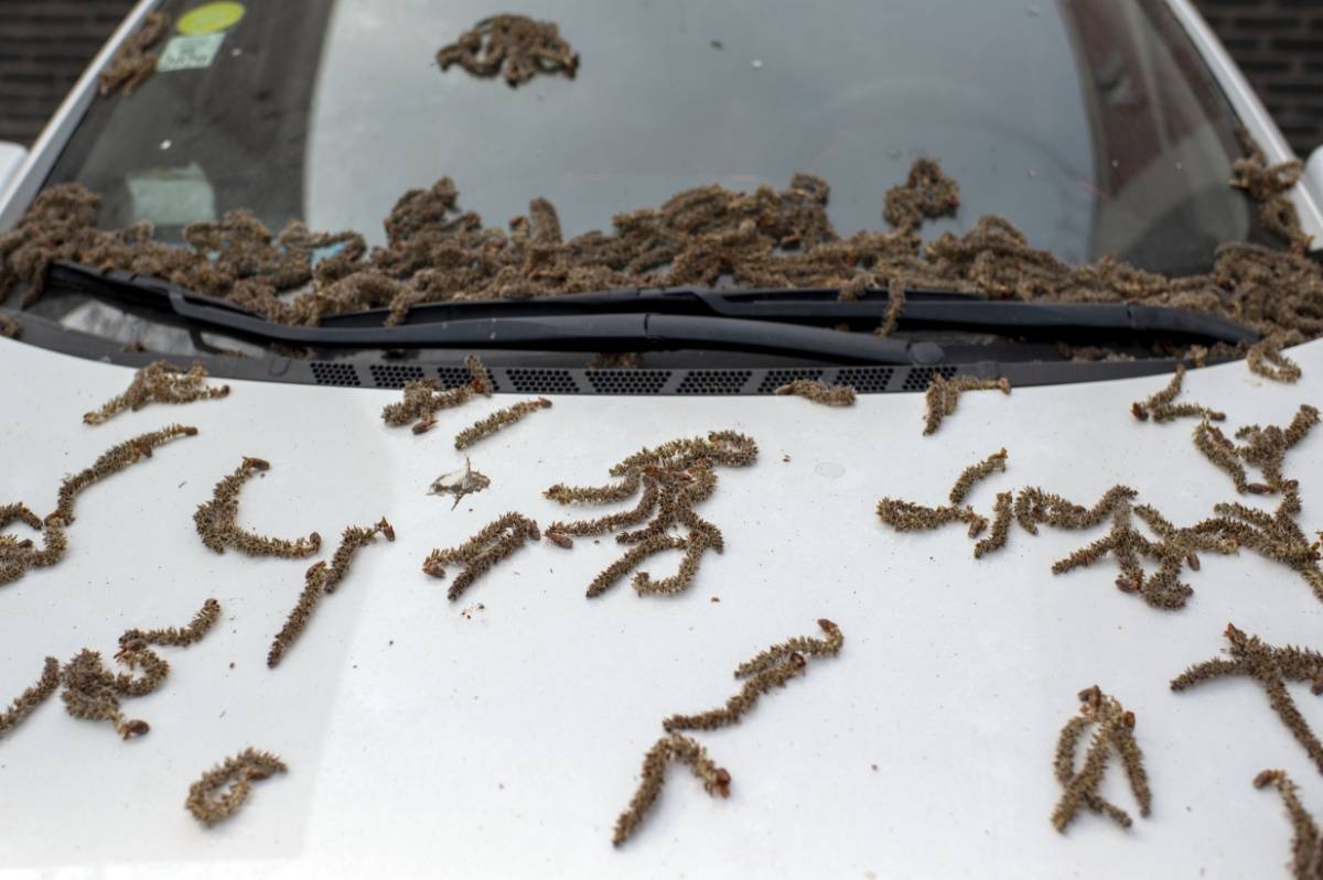 北京大风从树上吹落大量毛毛虫原来是杨树花絮