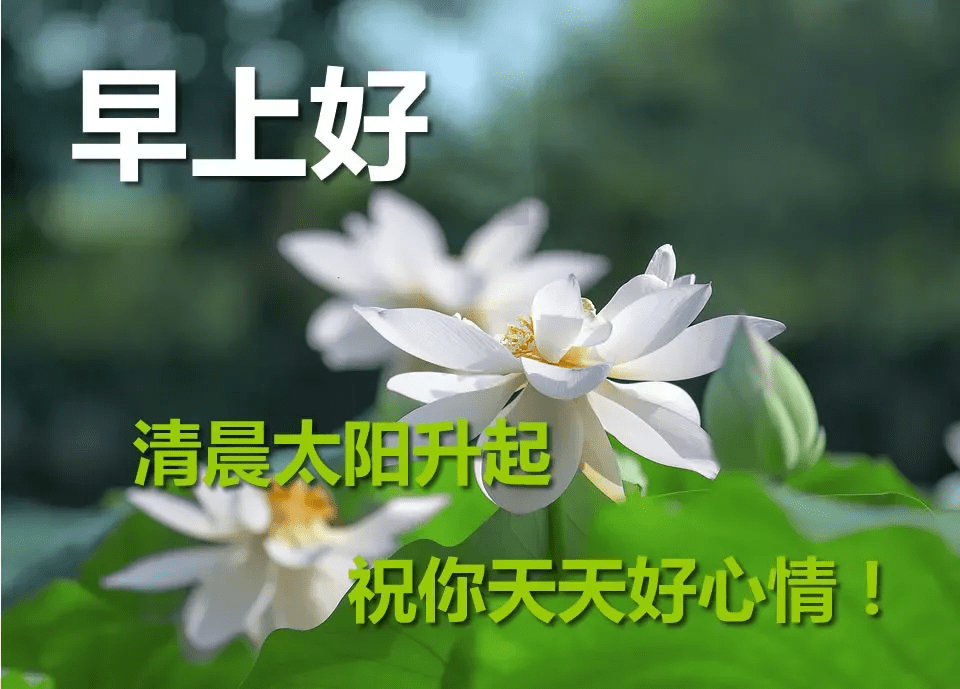 原创早安问候祝福语图片最新版早上好漂亮图片大全