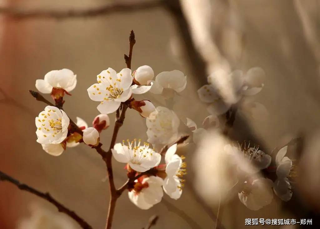 山花烂漫·这里最美！嵩县城关镇叠翠山的李花、桃花和杏花开了~