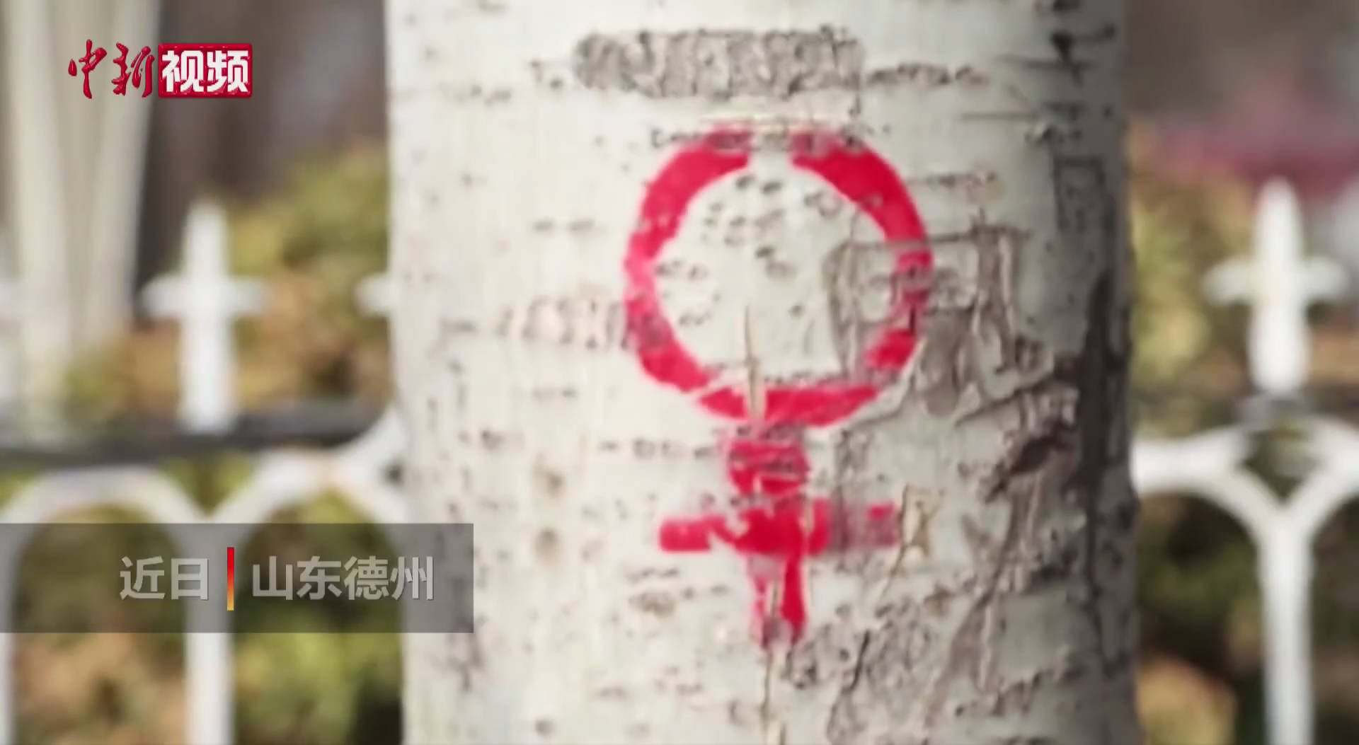 治理杨絮出奇招：山东德州给杨树画性别符号-搜狐大视野-搜狐新闻
