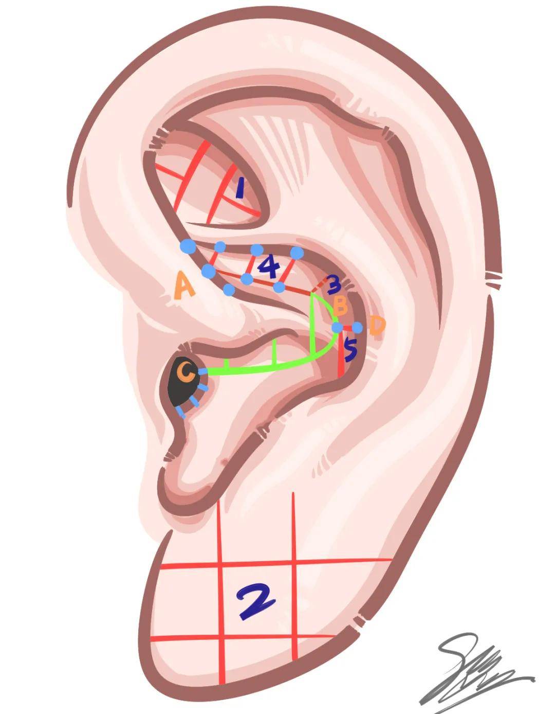 耳轮分区图片