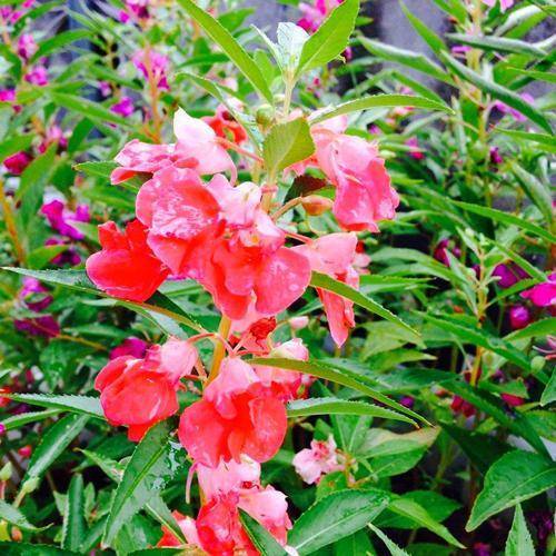 这花你还记得吗?_凤仙花