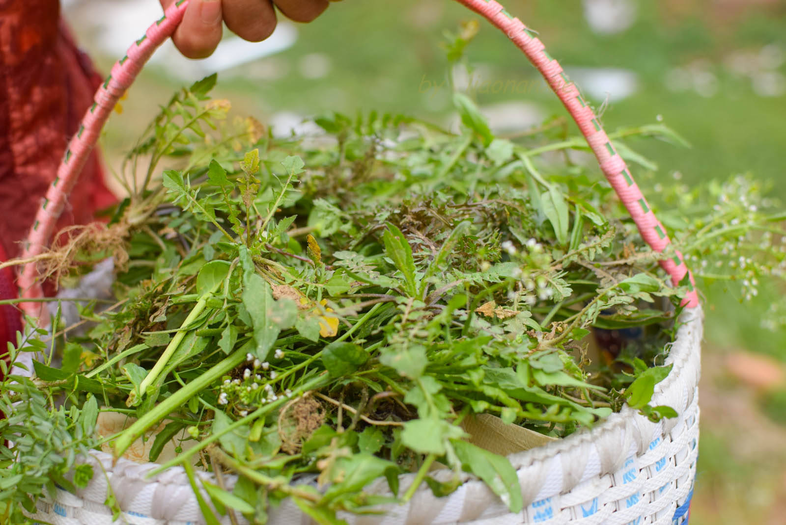 春季尝鲜 荠菜一定要有 5种做法个个都馋人 比吃肉还香 野菜