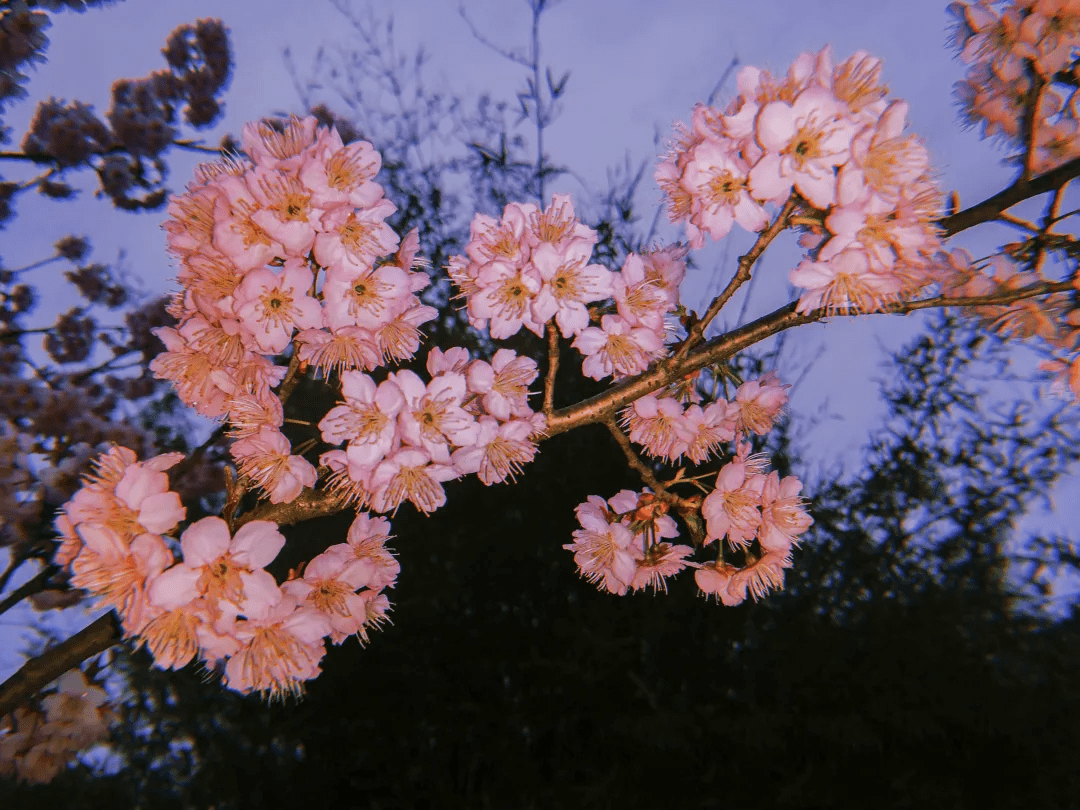 行走的耳朵 | 珞櫻盛景 春的命名術_櫻花開