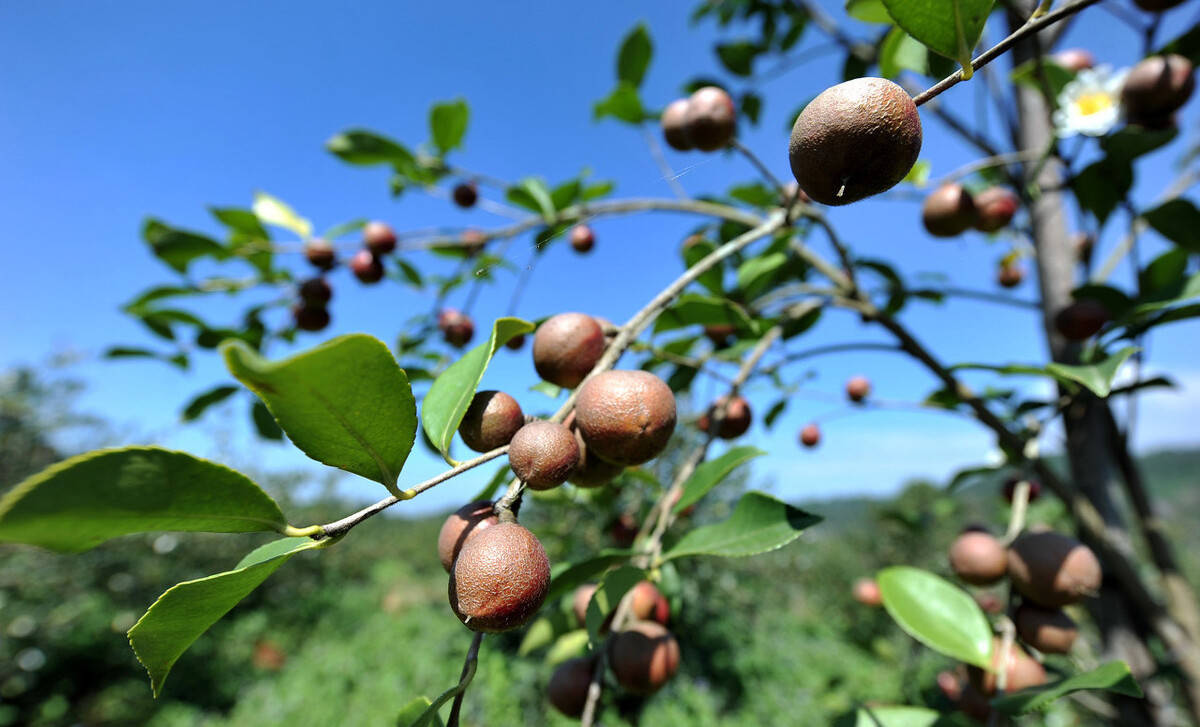 茶油价格高涨,一亩茶油树种植三年后利润多少?看完醒悟