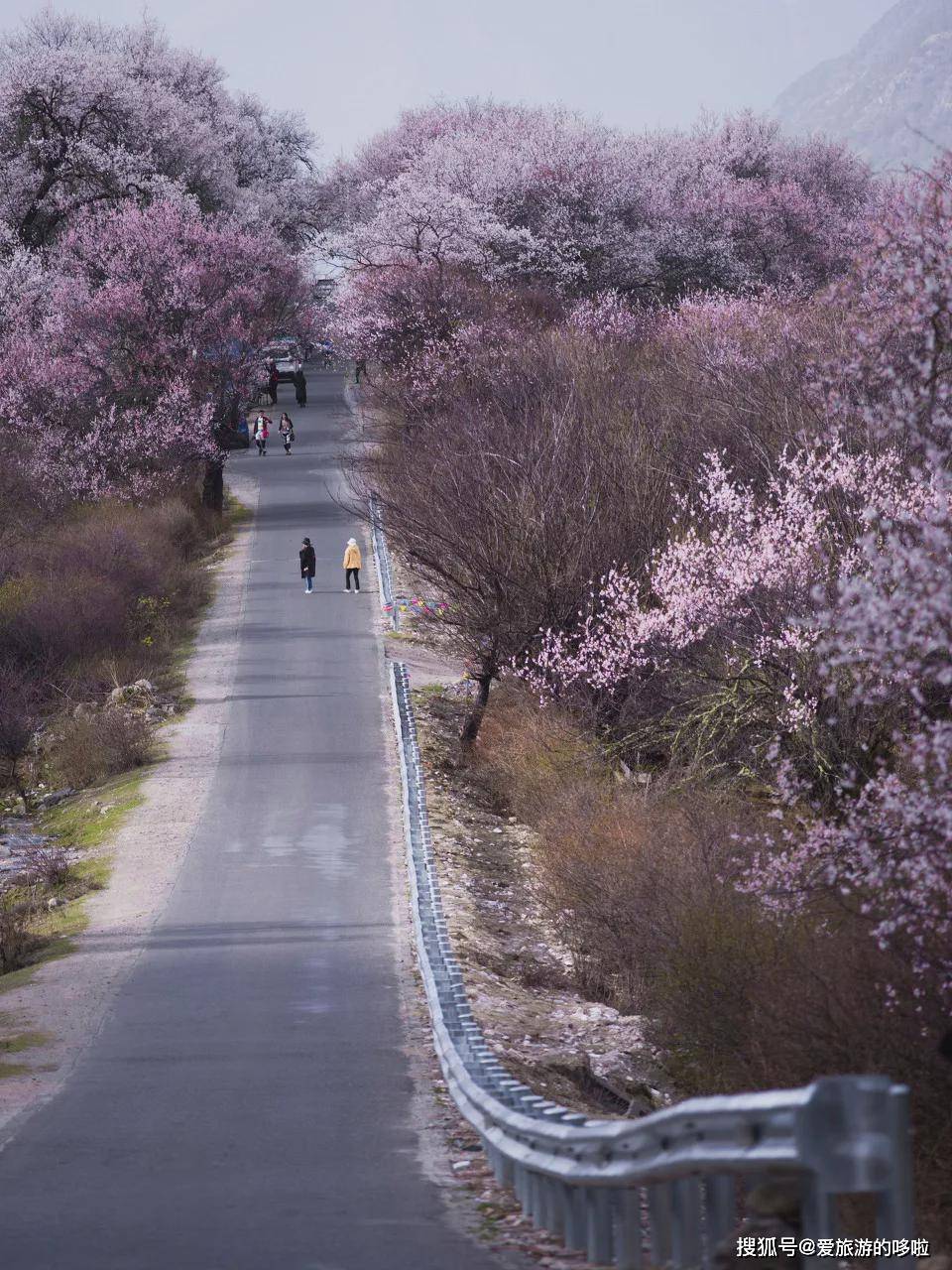 3月，该去西藏了！5天打卡“春季最美桃花线”！