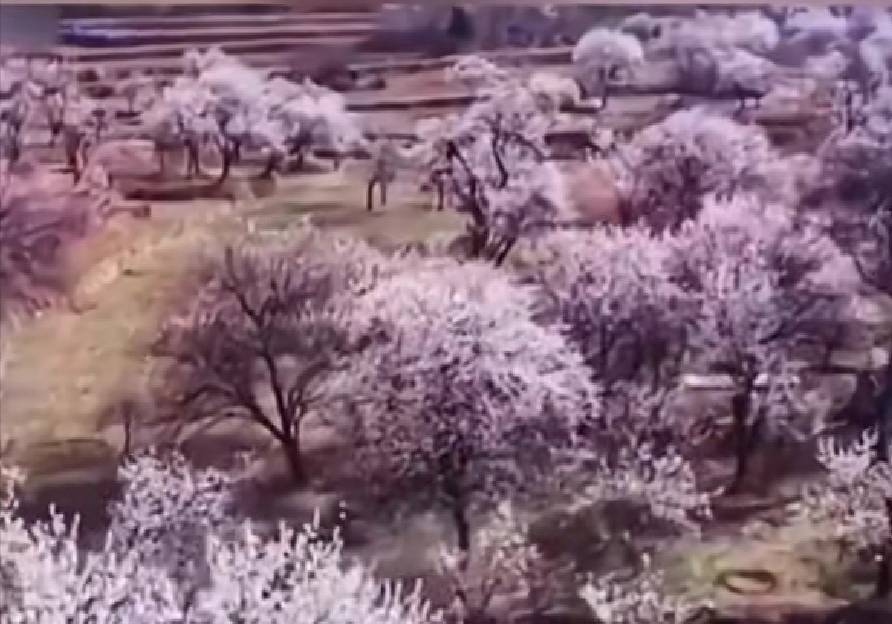 武安市一处最美万亩杏花林正是最美时