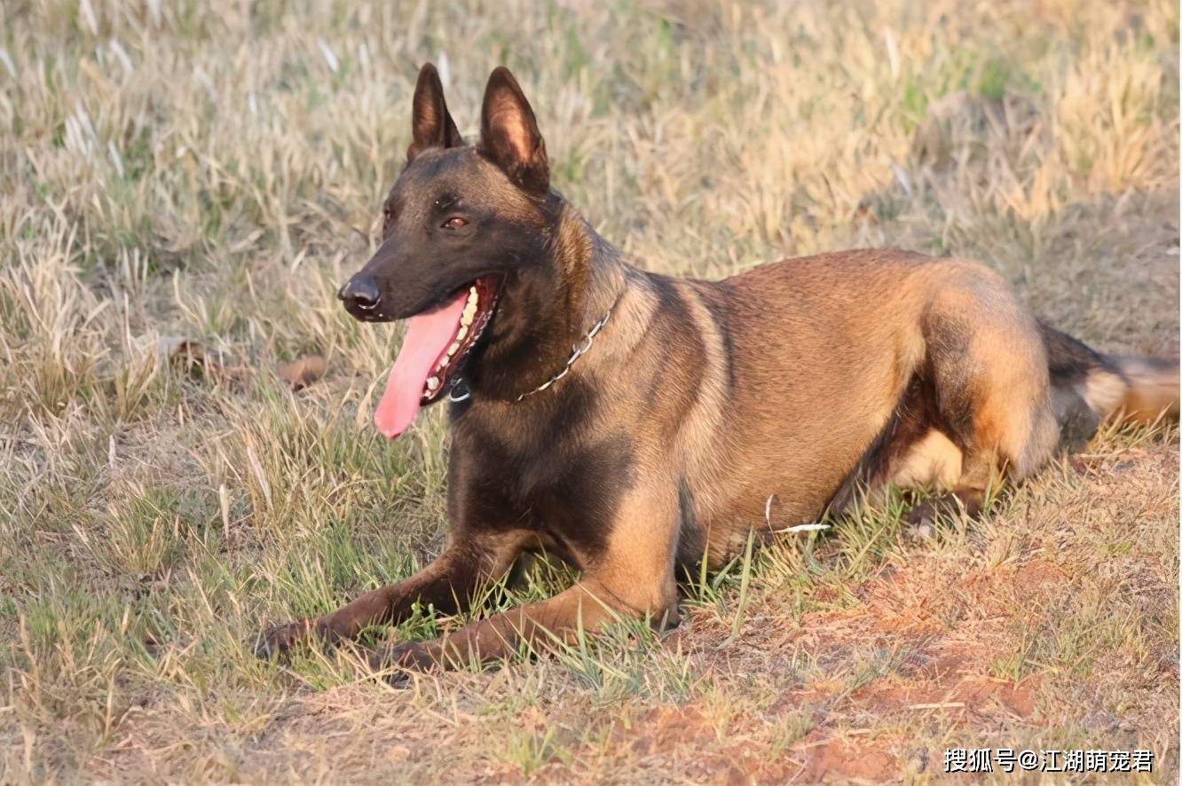 最好养的5种狗狗 适应环境能力强 适合新手养 金毛好