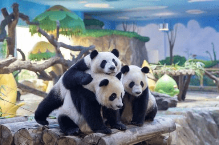 旅游姐姐又给大家分享旅游攻略了，今天的是攻略是九寨沟+黄龙+熊猫乐园3日游
