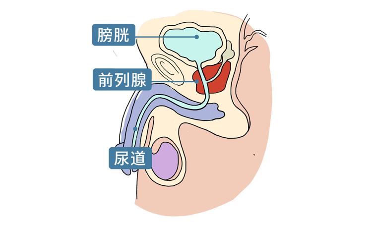 男人膀胱在哪个位置图图片