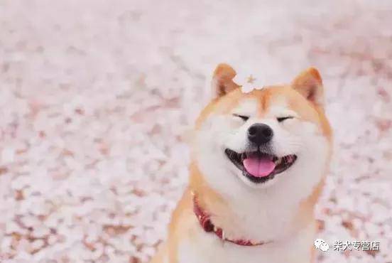 柴犬智商排名_柴犬智商排名第几