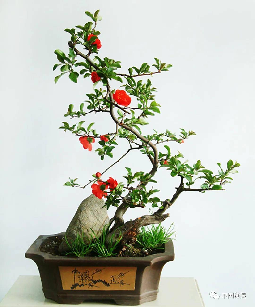 日本海棠盆景图图片
