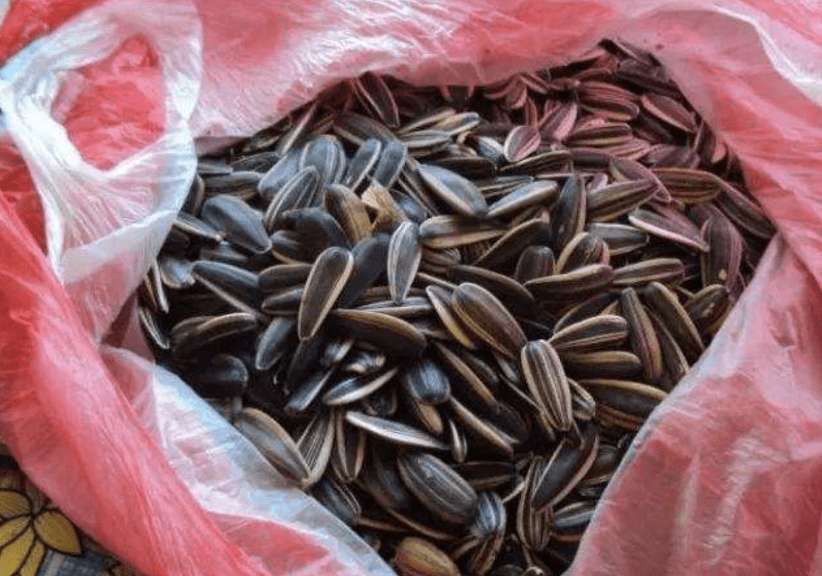 冬天在家 嗑瓜子 将 瓜子壳 放花盆里 绿萝 仙客来旺盛 花卉