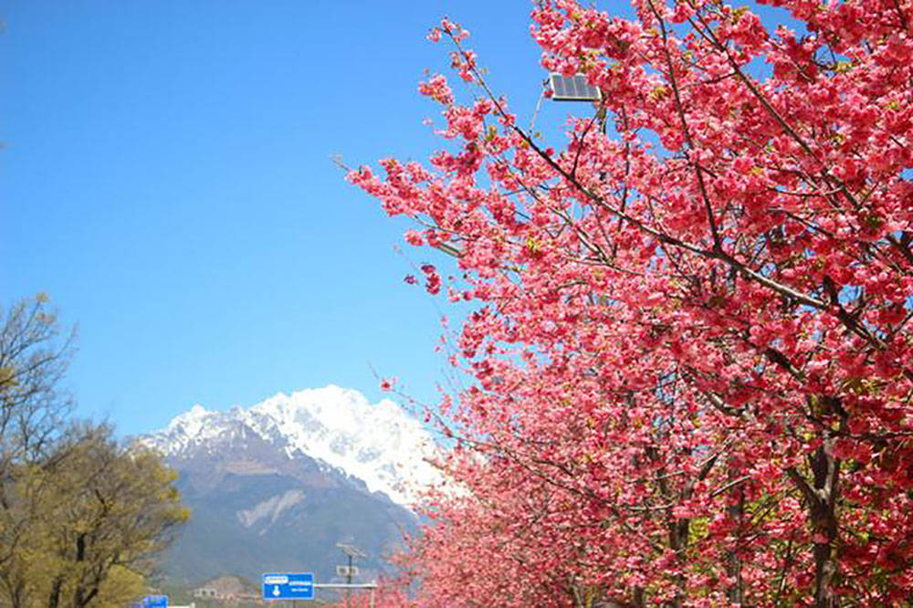 雪山樱花不止日本富士山有，国内这几个赏樱攻略让你流连忘返