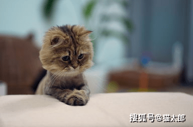 宠物猫掉毛解决办法 85c329ac56794f6aab61ce0018e57811.png