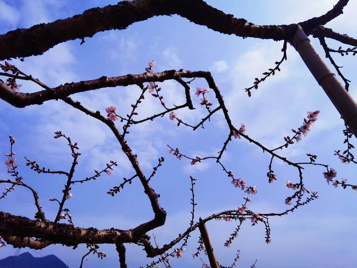 春风十里，不如桃园百亩有你，杭州临安有一片灼灼桃红正艳