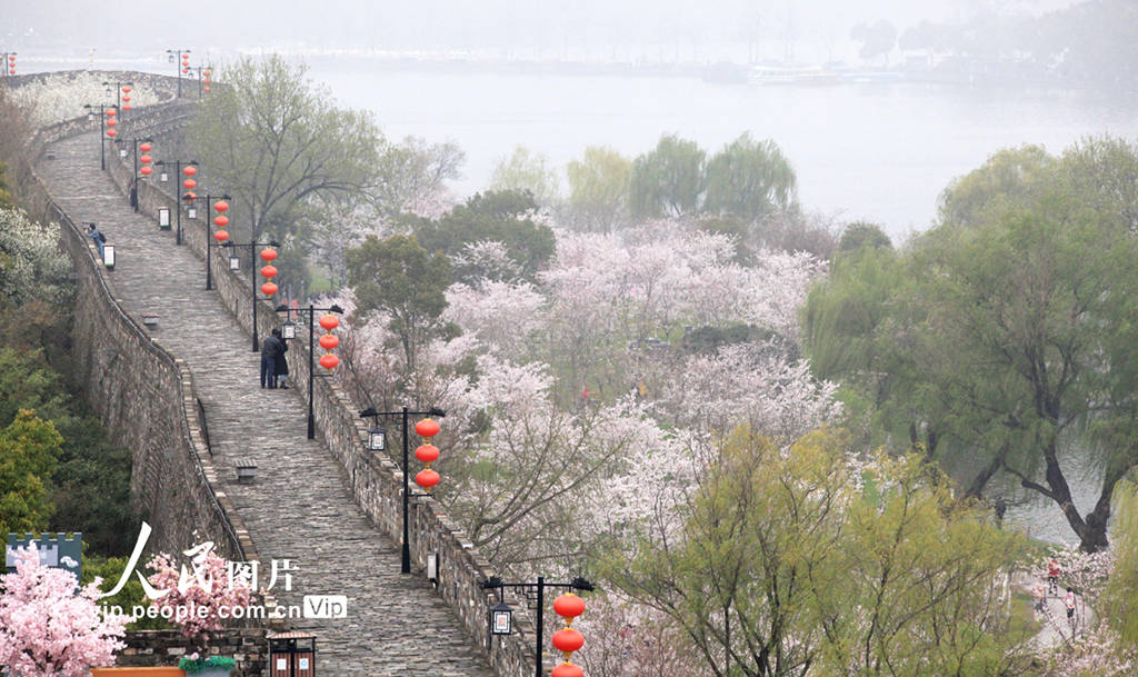 南京：玄武湖畔樱花开