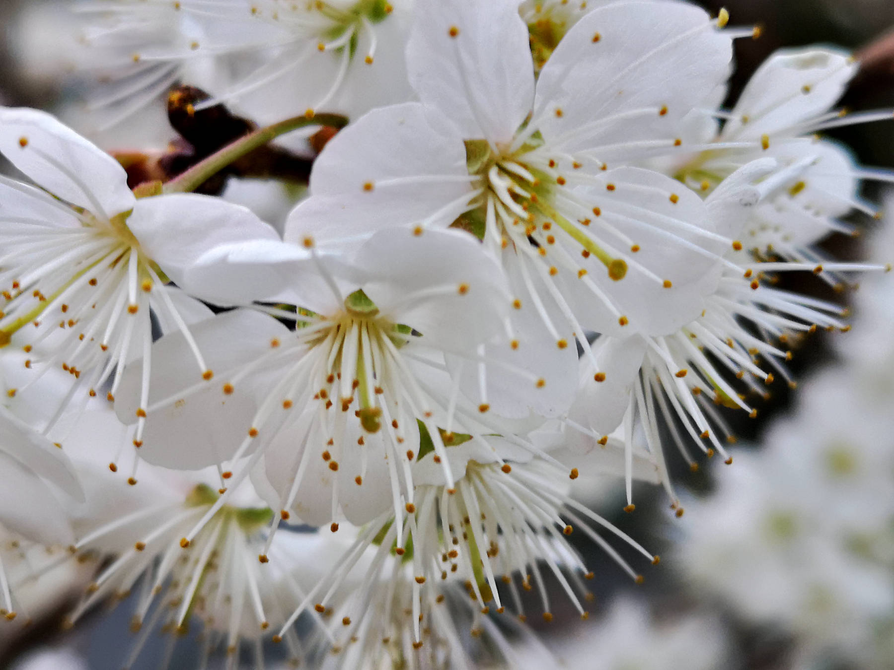 你知道吗？广元农村的樱桃花开啦，洁白的花朵如雪！