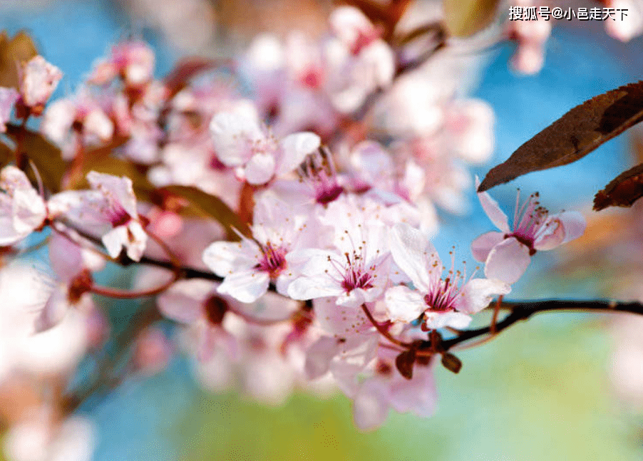 3月份了，樱花都开了，给大家分享日本樱花的十个品种