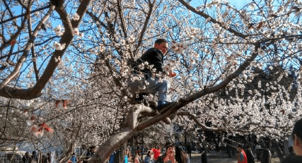 “樱花季”到来，那些不文明的“赏樱行为”令人发指！
