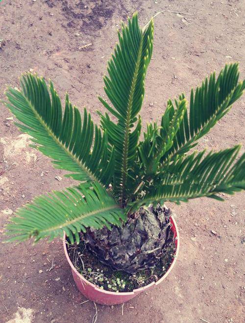 来自墨西哥的美叶苏铁,究竟长个什么样,赶紧养一盆就知道了