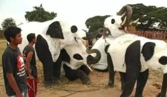 世界上“冒充熊猫”的动物，让人是脑洞大开，游客：想熊猫想疯了