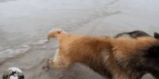 别跟狗较劲 b6b93f4be98e486aa25f7d4c6c05720e.jpeg