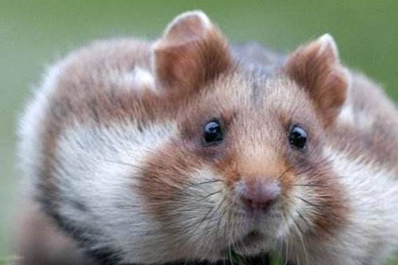 刚买的仓鼠几天就死,如何避免买到星期鼠呢?没有买卖就没有伤害