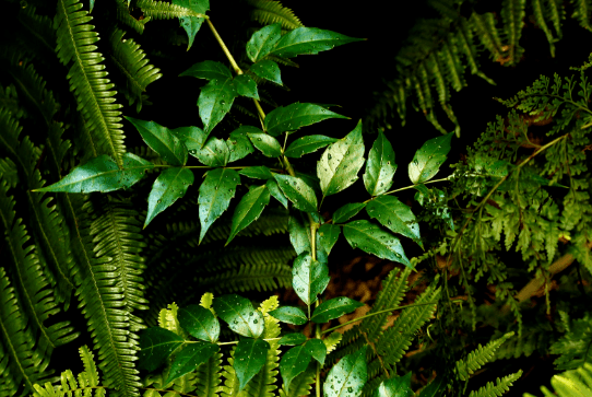 原创它便是珍贵的长寿藤见到别忽视做茶叶1斤上百元请重视