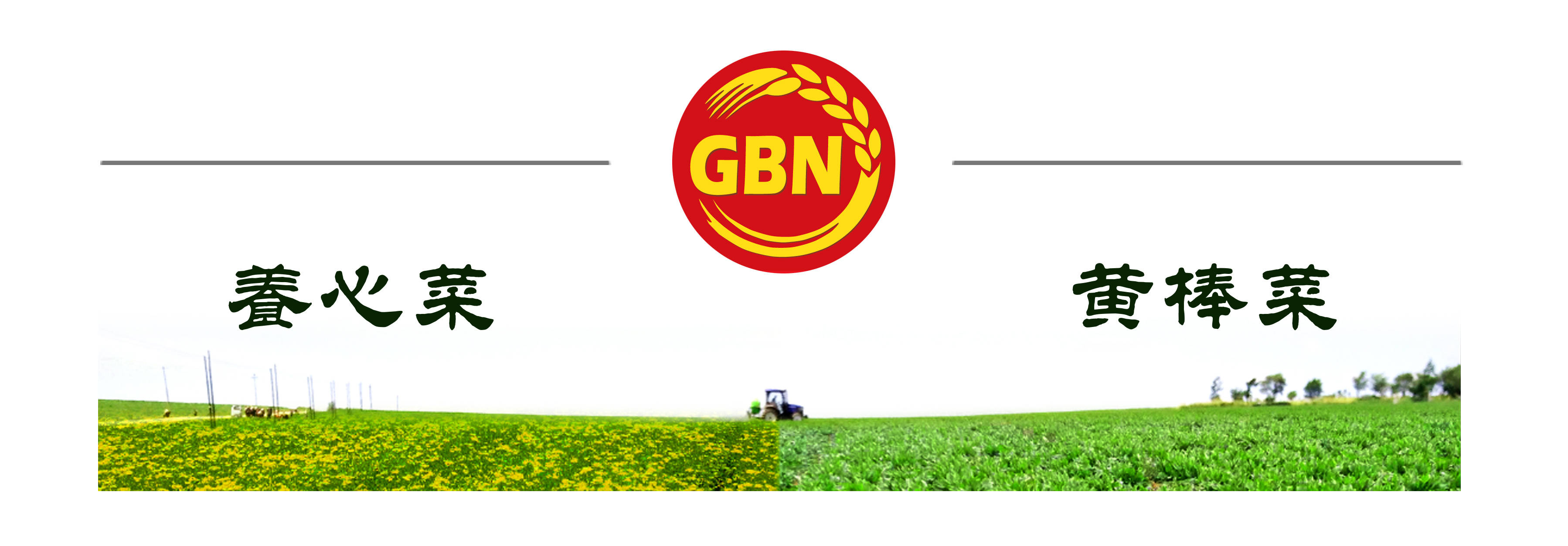 富碳高钙养心菜 植物基 地21大跃进 全球