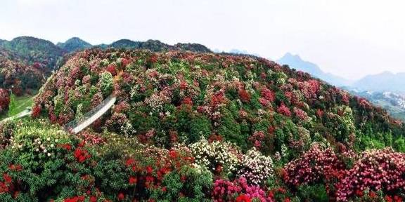 世界上最大的天然花园，刚好花期到了，就藏在贵州！