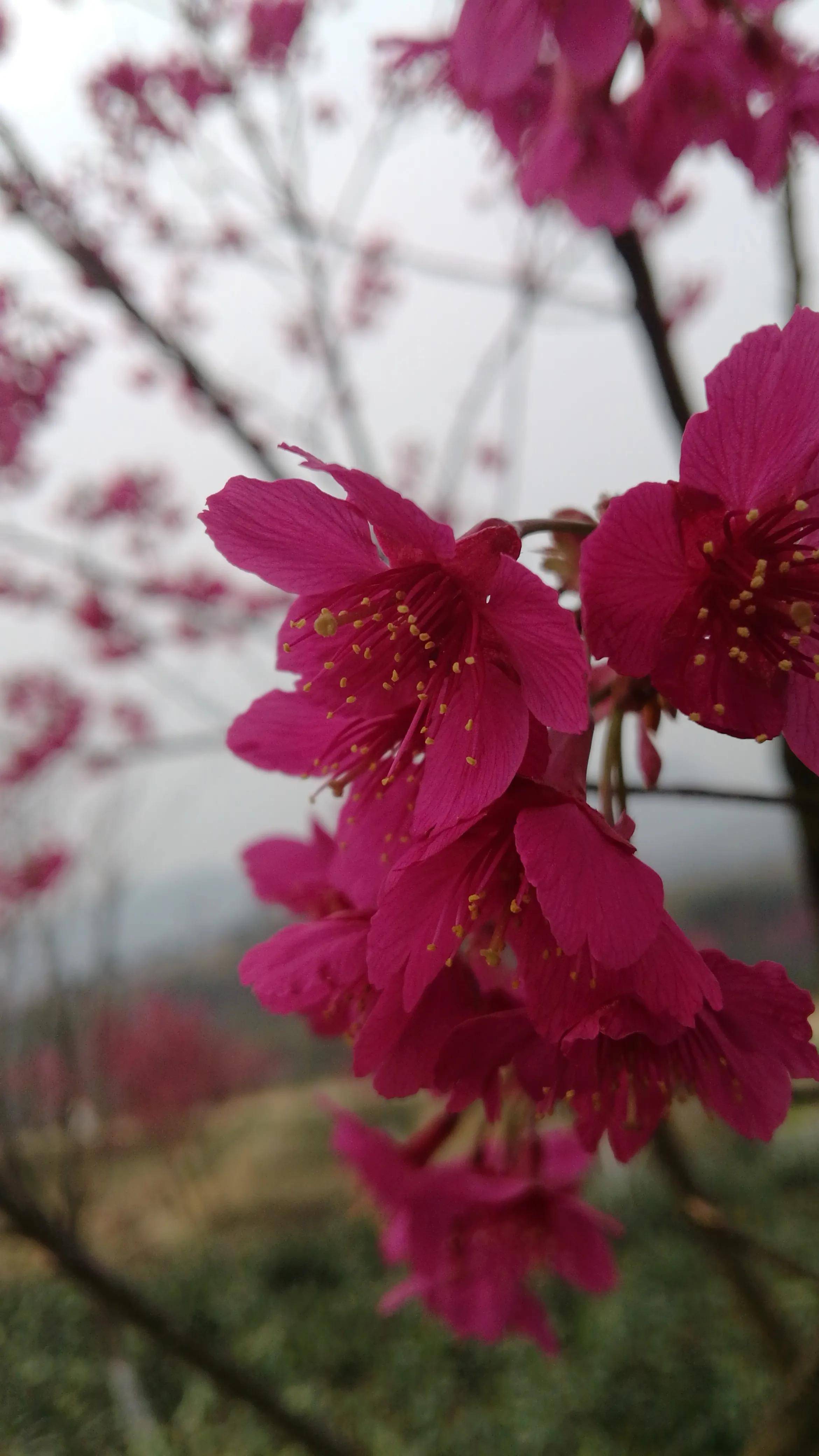 湖南郴州苏仙区,山谷里的春天,漫山遍野的红樱花灿烂夺目(二)