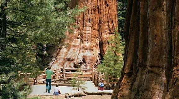 世界上最大的树木，重达2800吨，诞生于春秋战国时期！