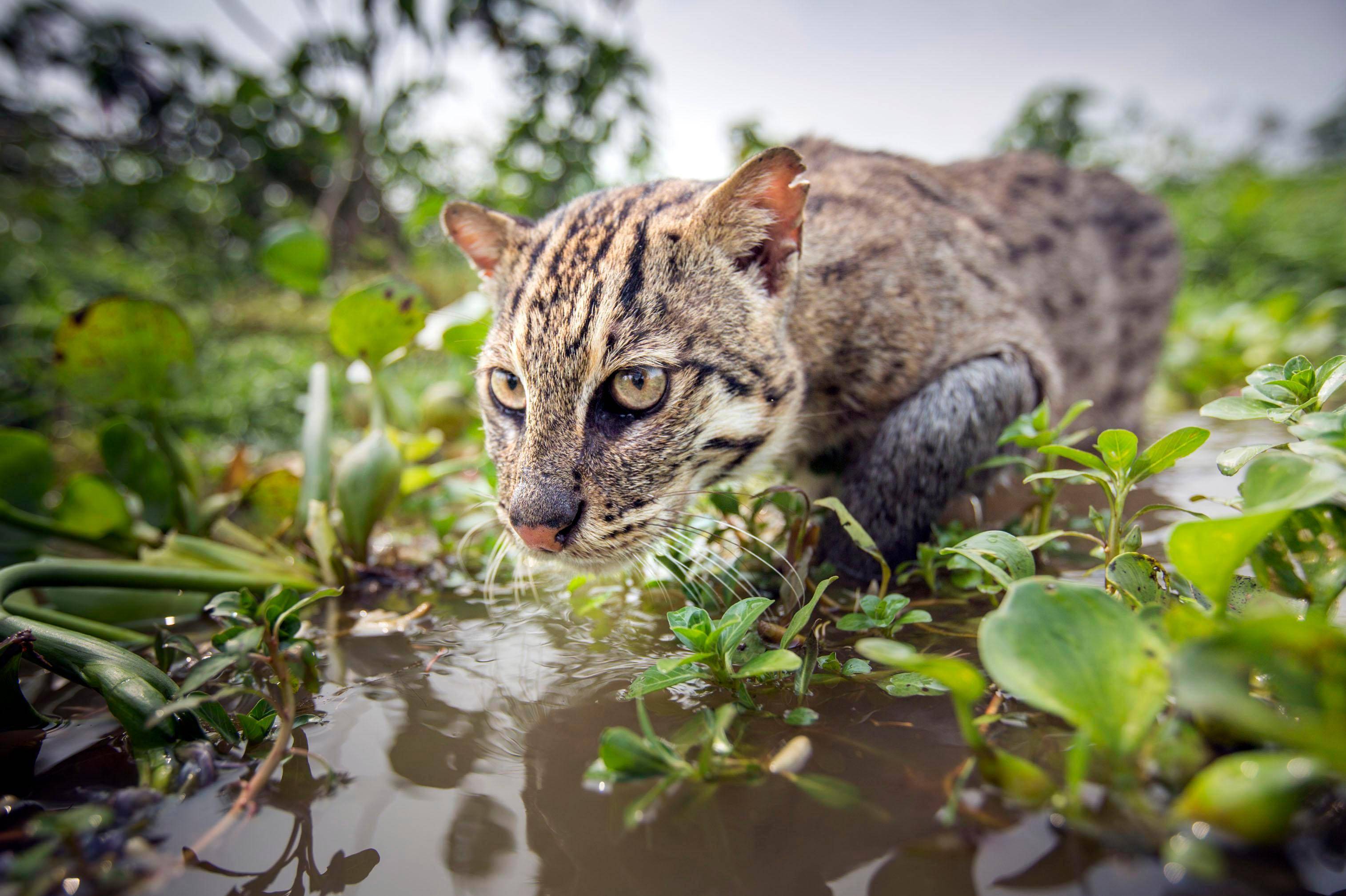 抓老鼠不难,想证明自己是只"好猫",不如抓条鱼来看看_渔猫