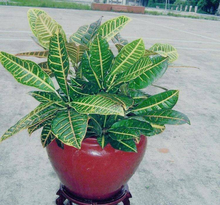 变叶木从室外搬到屋内养换个养护方法叶子四季不怕黄叶