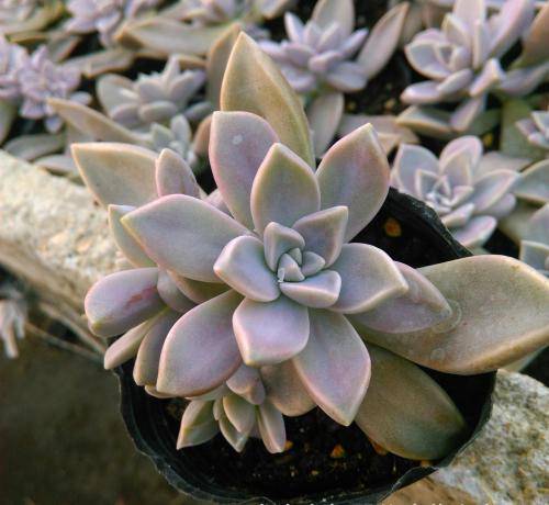 吴小姐想买盆胧月,带回家发现是冬美人,哭笑不得,太难区分了