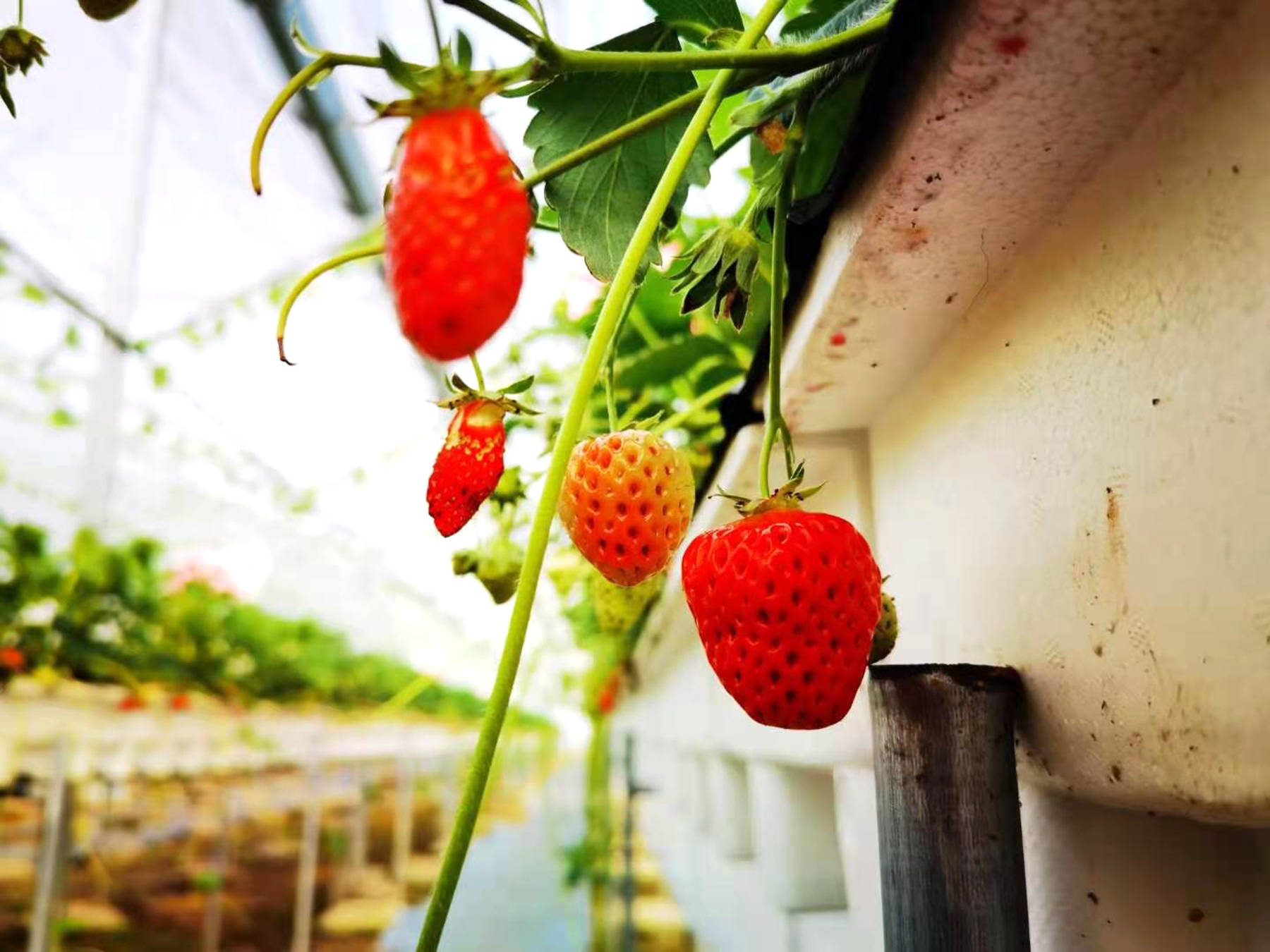 近郊游！资深吃货一定知道，采摘草莓是这个春天正确的打开方式！