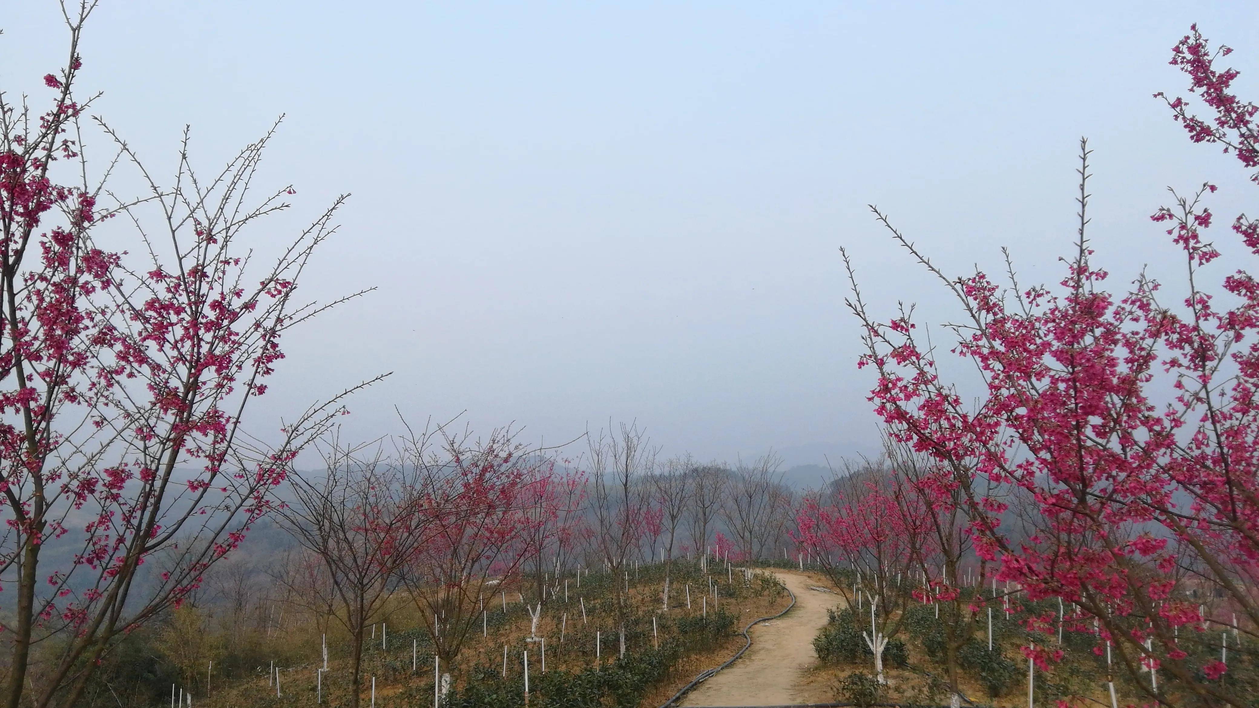 湖南郴州苏仙区，美丽的樱花谷，那一抹红色绽放了整个天际（三）