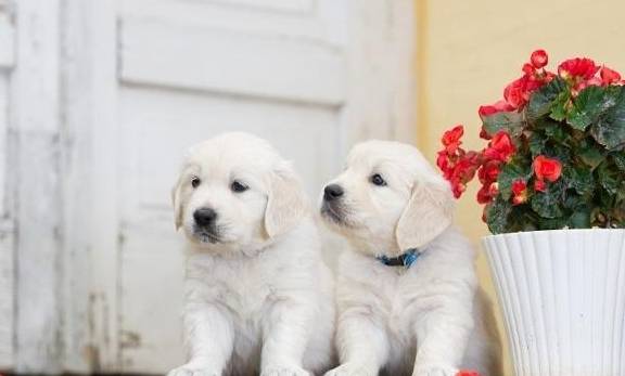 怎么挑选小狗比较好 e7a3246d893748d8a8cd13233d8de0fe.jpeg