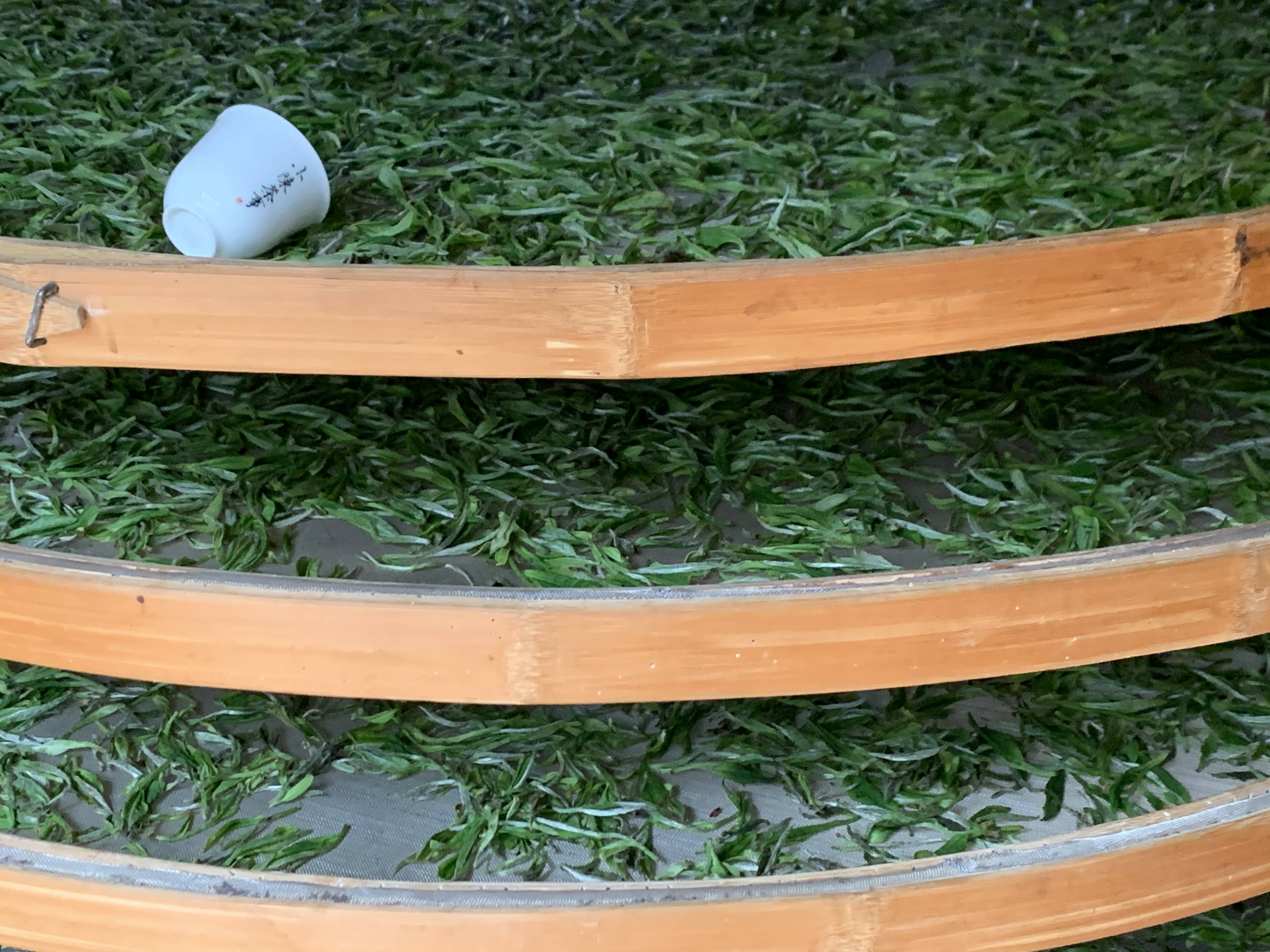 同样都是茶,普洱茶渥堆后可以喝,凭什么白茶就不行?