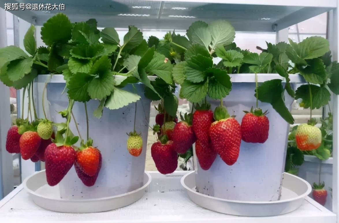 草莓大棚种植全过程（草莓种子几月份播种）