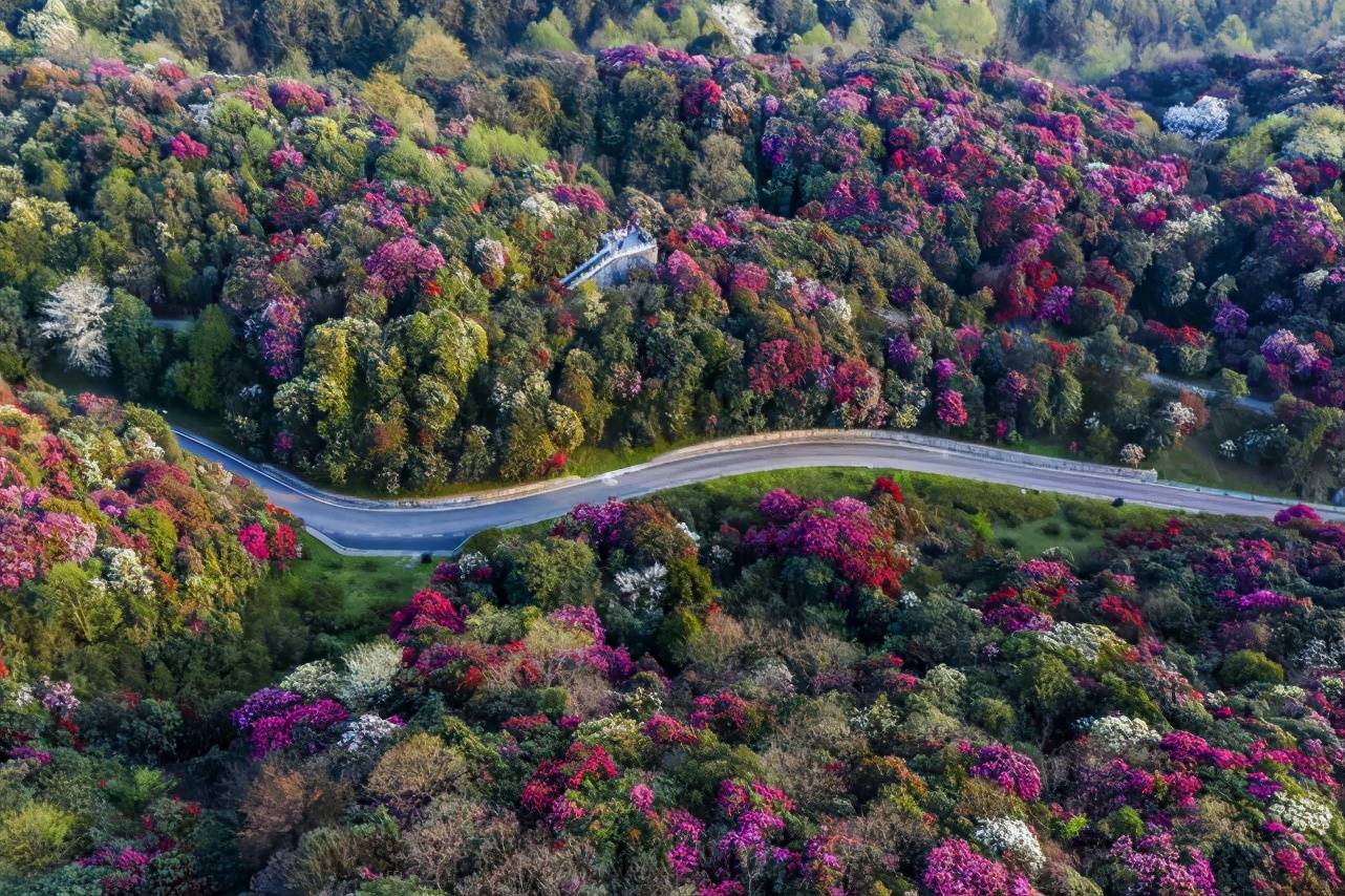 3小时不到成都飙拢贵州去看世界面积最大的杜鹃花林