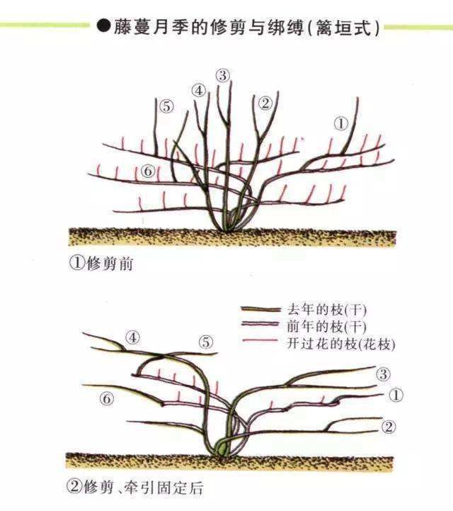 春天养藤本月季,遇到"这种"情况,赶紧"横拉,追肥"促开花