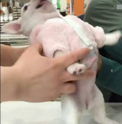 法斗寶寶被主人強行打預苗，結果這反應把醫生嚇哭！ 萌趣萌寵 第2张